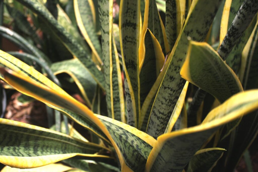 Common Problems With Snake Plant