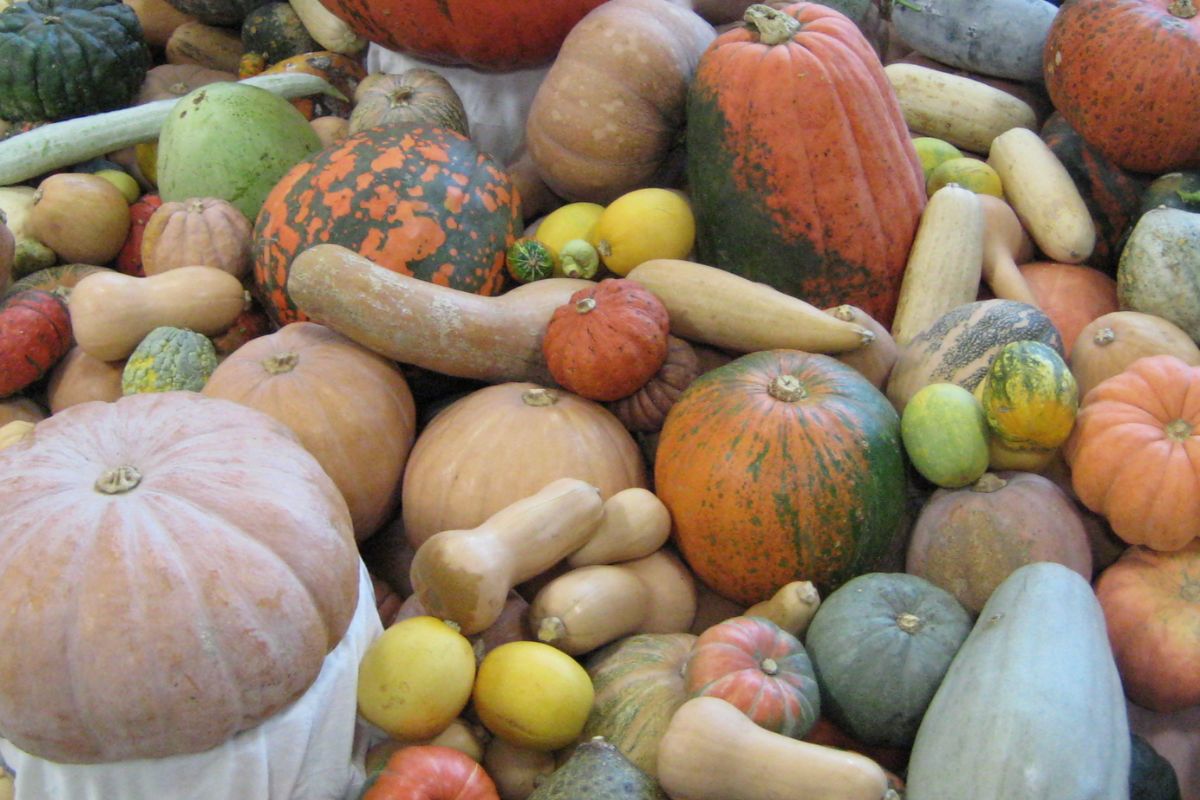 An Overview of Cucurbitaceae Family happiness Gardening