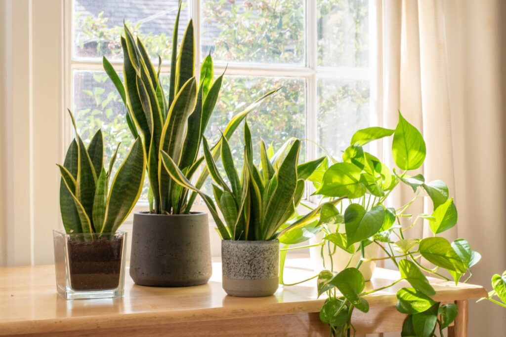 How to Grow Snake Plant