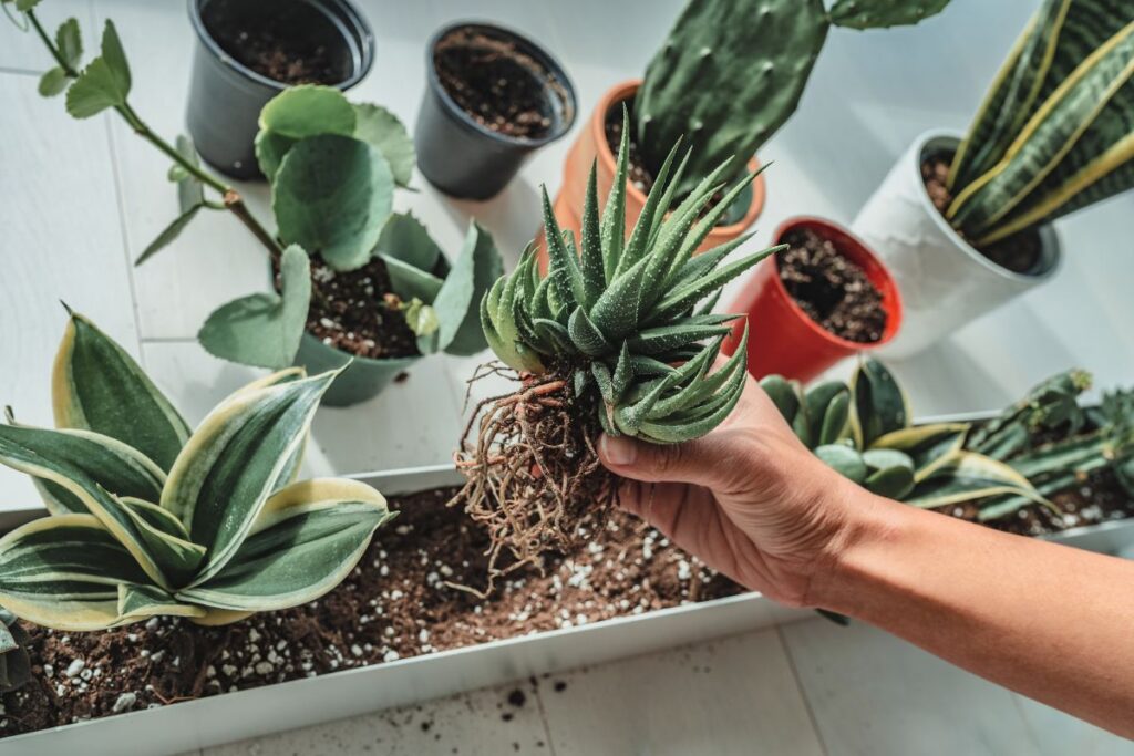 Propagating Snake Plant