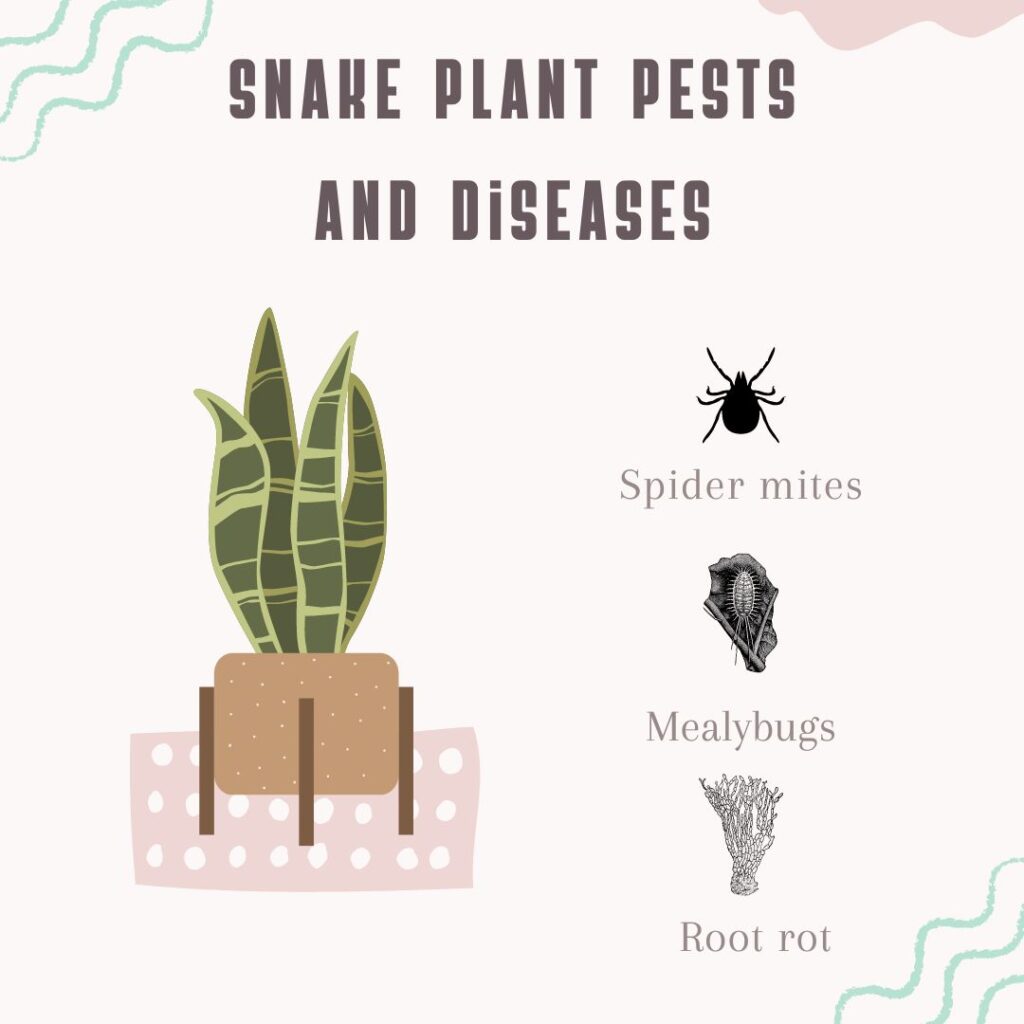 Snake Plant Pests and Diseases