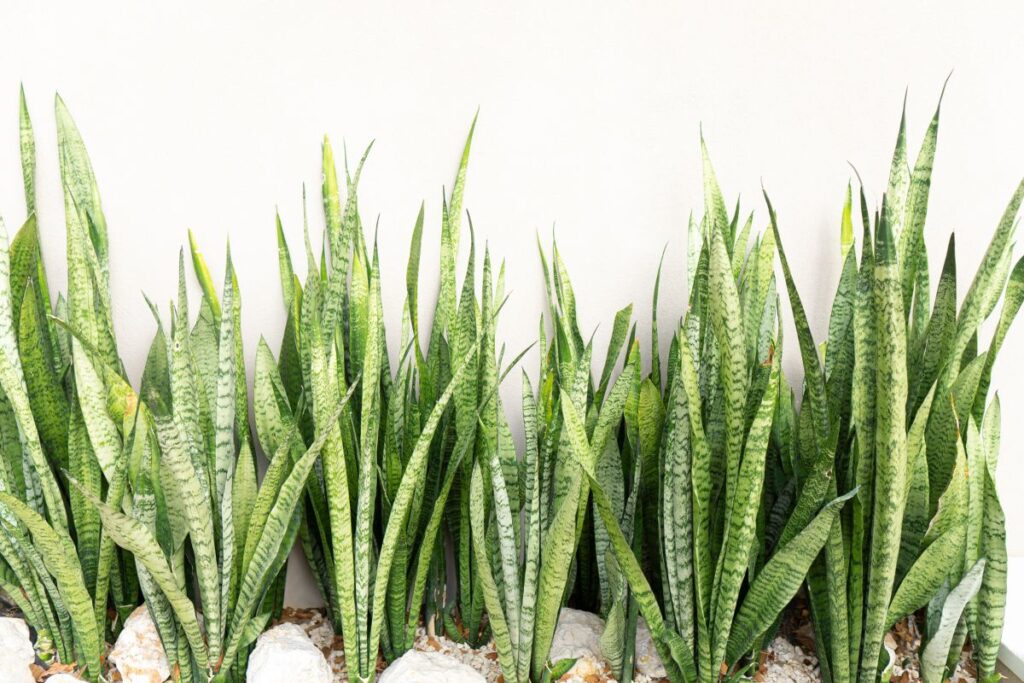 Types of Snake Plant