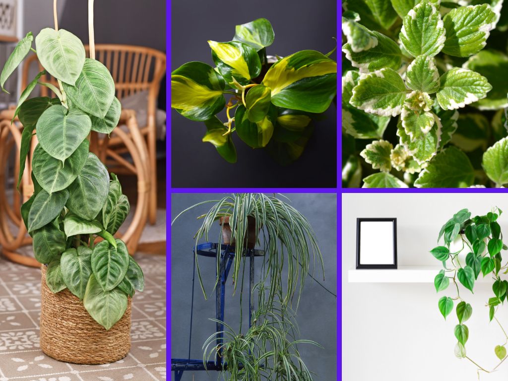 18 Vining Plants Types You Can Grow Indoors