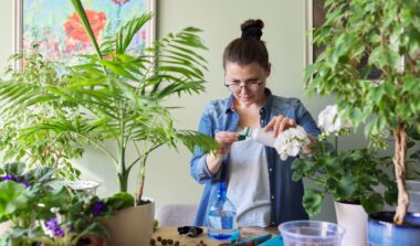 Fertilizer for Indoor Plants Nourishing Your Green Haven