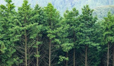 Guide to the Different Types of Evergreen Trees