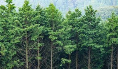 Guide to the Different Types of Evergreen Trees