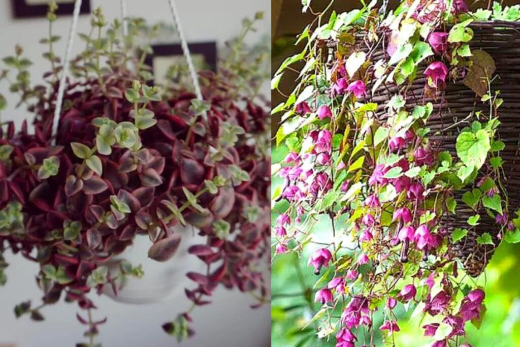 Hanging Plant with Purple and Green Leaves
