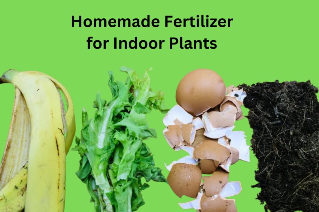 How to Make Homemade Fertilizer for Indoor Plants