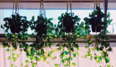 Indoor Vine Plants The Ultimate Guide to Growing and Caring for Lush Greenery