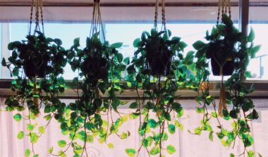 Indoor Vine Plants The Ultimate Guide to Growing and Caring for Lush Greenery