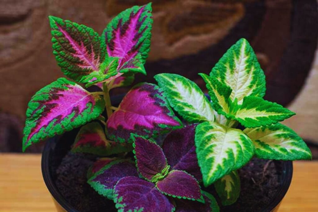 Plant with Purple and Green Leaves Indoor