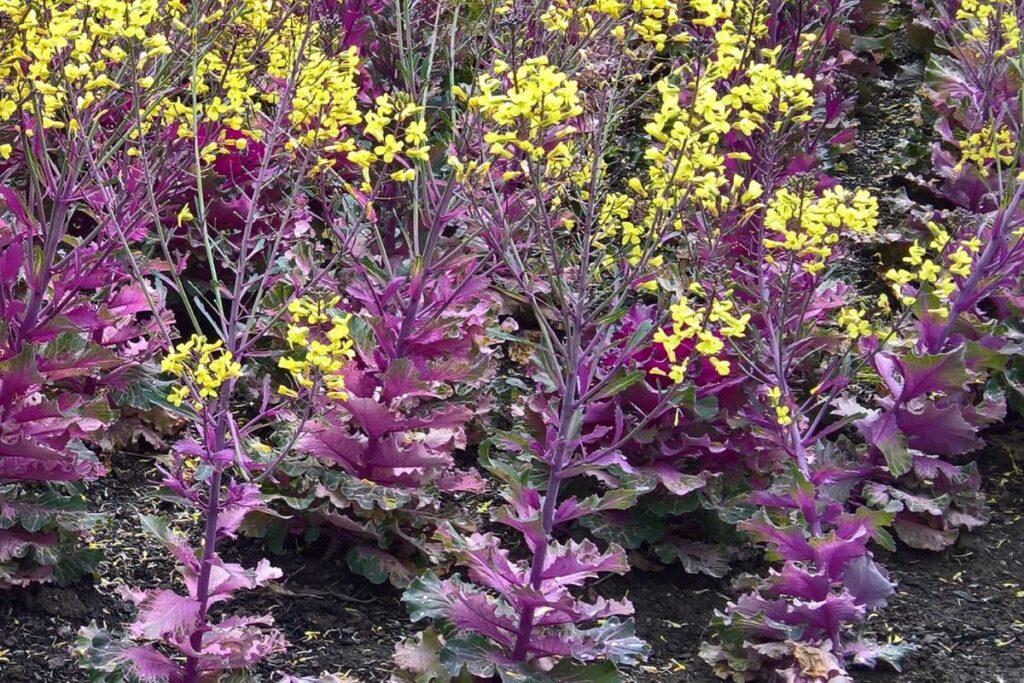 Plant with Purple and Green Leaves and Yellow Flowers