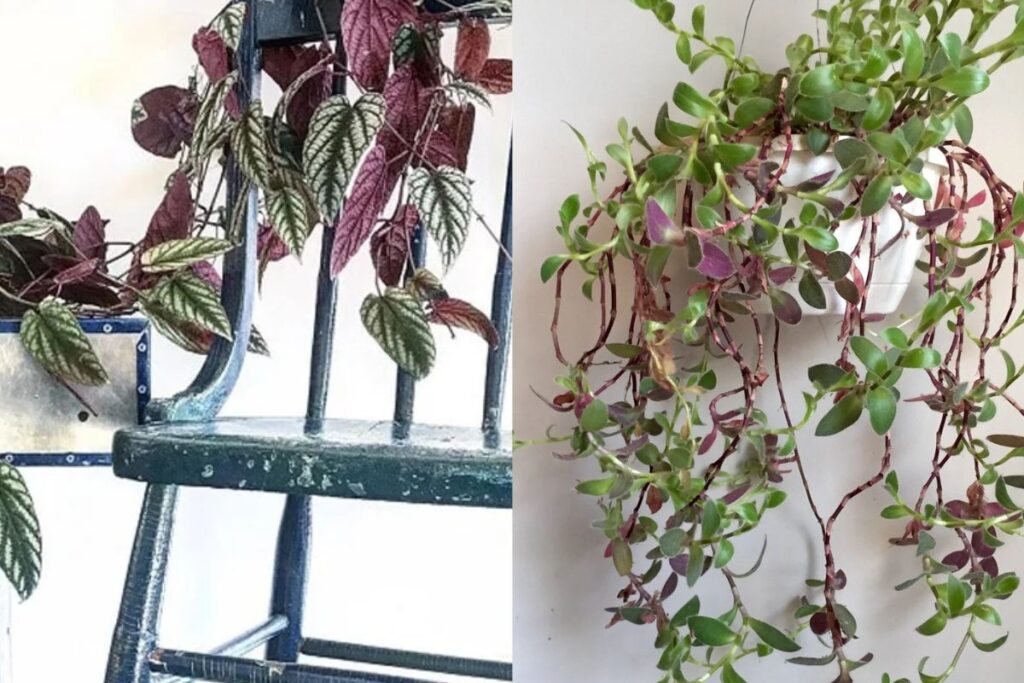 Vine Plant with Purple and Green Leaves