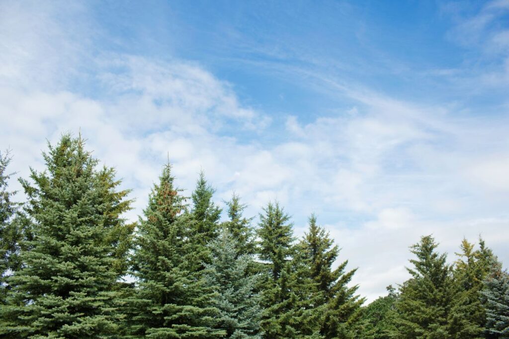 What are Evergreen Trees